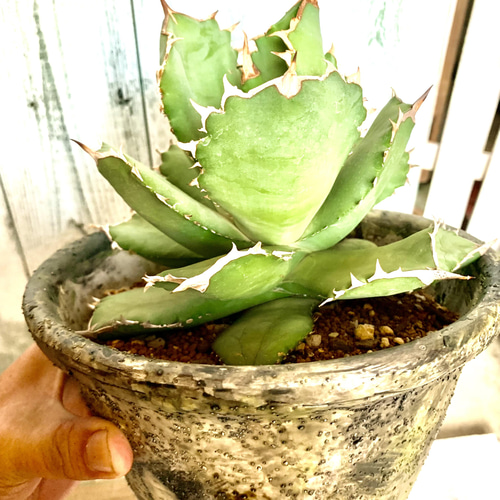 アガベ オテロイ FO076 大株 強棘 多肉植物 キコリ 通販