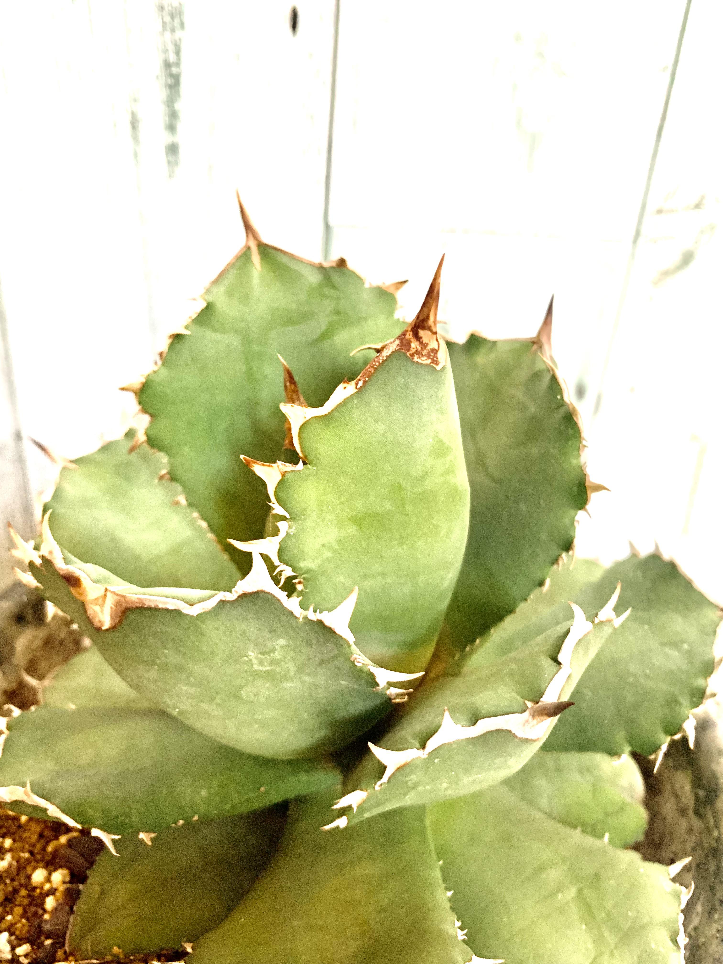 アガベ　オテロイ　強棘　送料込み アガベ オテロイ 裏棘 アガベ