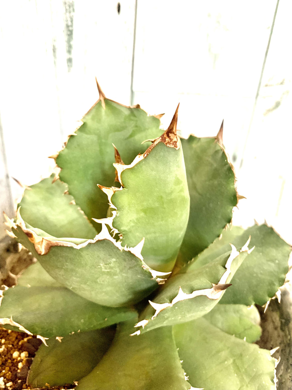 アガベ オテロイ FO076 大株 強棘 多肉植物 キコリ 通販