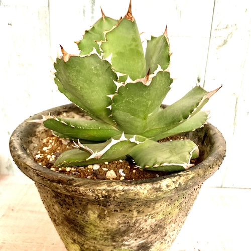 アガベ　オテロイ　大株　送料込み アガベ オテロイ FO076 大株 強棘 多肉植物 キコリ 通販