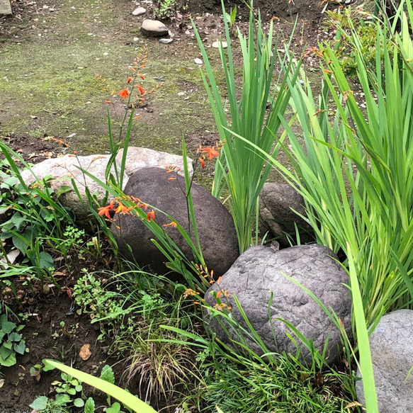 【お得】モントブレチア ヒメヒオウギズイセン 50球根 ＊ クロコスミア 姫檜扇水仙 多年草 8枚目の画像