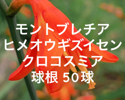 お得】モントブレチア ヒメヒオウギズイセン 50球根