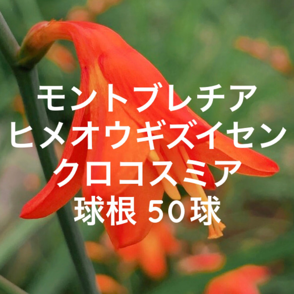 【お得】モントブレチア ヒメヒオウギズイセン 50球根 ＊ クロコスミア 姫檜扇水仙 多年草 1枚目の画像