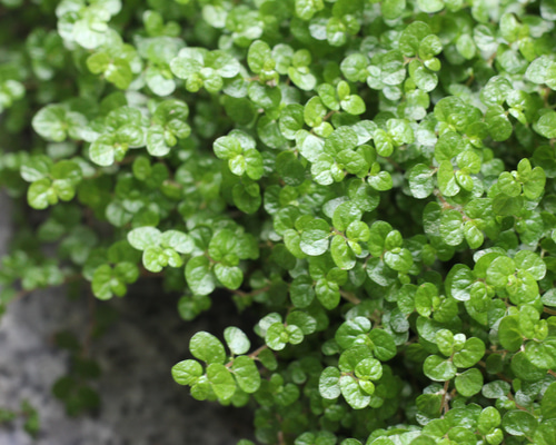 ベビーティアーズシート２枚 寄せ植えブリコラージュ フラワー
