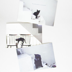 黒猫ポストカードと切手のセット 2枚目の画像
