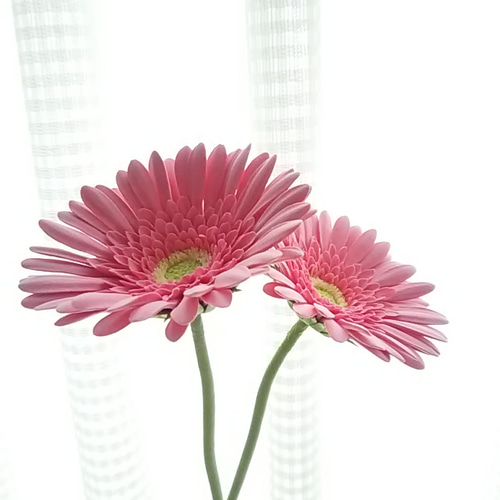 受注制作》❁ピンクのクレイフラワーガーベラ2本セット・インテリア