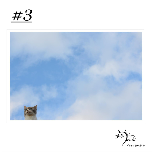【＃3】選べる5枚！猫のポストカード 1枚目の画像
