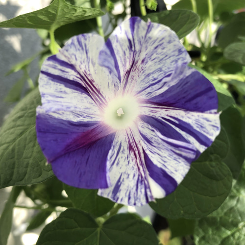 希少＊斑入り朝顔＊変わり咲き＊20粒＊【ラスト】送料無料 ハー