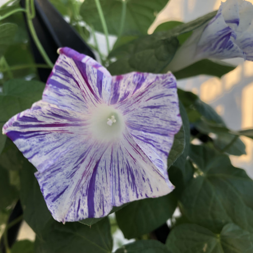 希少＊斑入り朝顔＊変わり咲き＊20粒＊【ラスト】送料無料 ハー