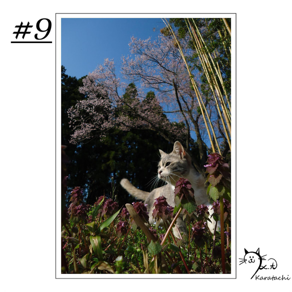 【＃9】選べる5枚！猫のポストカード 1枚目の画像