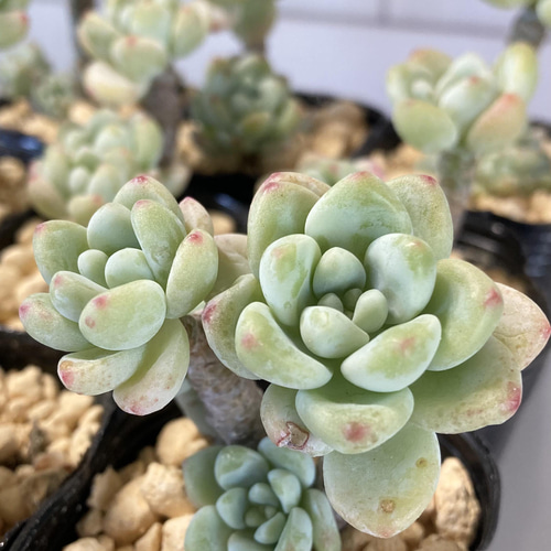 SOLD クラバツム 群生 ピンクラウル クリームロッティ 厳選韓国苗 名前