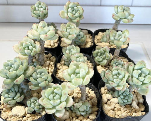 多肉植物 韓国苗 エケベリア ピンクラウル｜Yahoo!フリマ（旧
