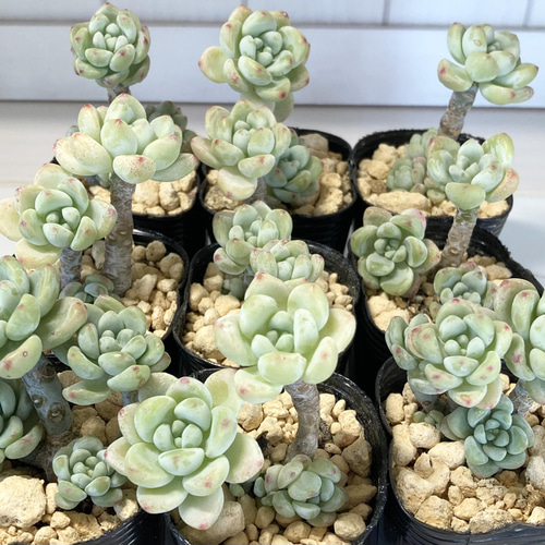 SOLD クラバツム 群生 ピンクラウル クリームロッティ 厳選韓国苗 名前