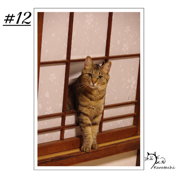 【＃12】選べる5枚！猫のポストカード 1枚目の画像