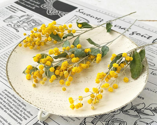 染料用】ミモザ染めに最適 乾燥ミモザ樹皮破砕状 50g【天然素材