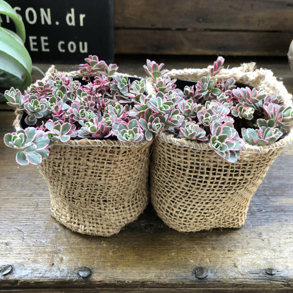 2個セット♡トリカラー♡ピンクの縁取り♡コーカサスキリンソウ♡セダム♡多肉植物♡ 20枚目の画像