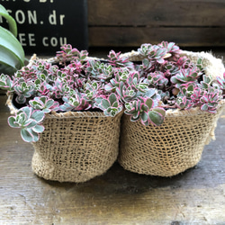 2個セット♡トリカラー♡ピンクの縁取り♡コーカサスキリンソウ♡セダム♡多肉植物♡ 12枚目の画像