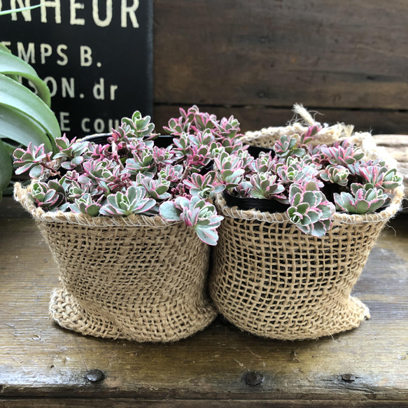 2個セット♡トリカラー♡ピンクの縁取り♡コーカサスキリンソウ♡セダム♡多肉植物♡ 19枚目の画像