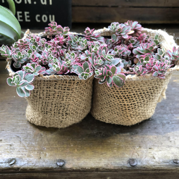 2個セット♡トリカラー♡ピンクの縁取り♡コーカサスキリンソウ♡セダム♡多肉植物♡ 3枚目の画像