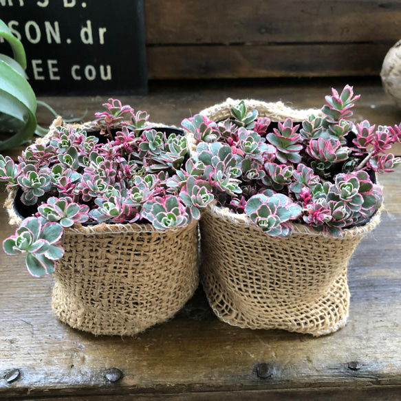 2個セット♡トリカラー♡ピンクの縁取り♡コーカサスキリンソウ♡セダム♡多肉植物♡ 4枚目の画像