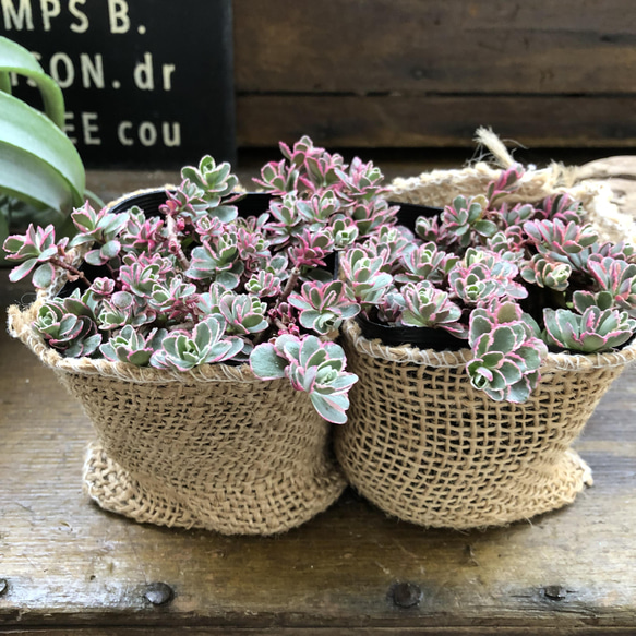 2個セット♡トリカラー♡ピンクの縁取り♡コーカサスキリンソウ♡セダム♡多肉植物♡ 2枚目の画像