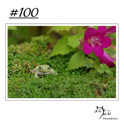 【＃100】選べる5枚！カエルのポストカード 1枚目の画像