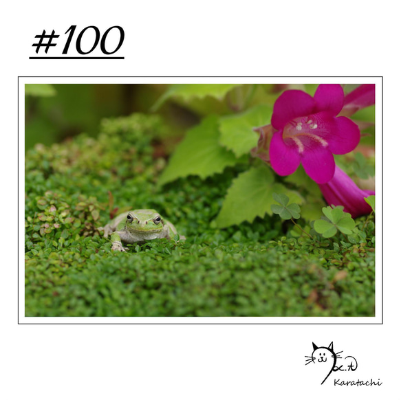 【＃100】選べる5枚！カエルのポストカード 1枚目の画像