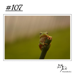 【＃107】選べる5枚！カエルのポストカード 1枚目の画像
