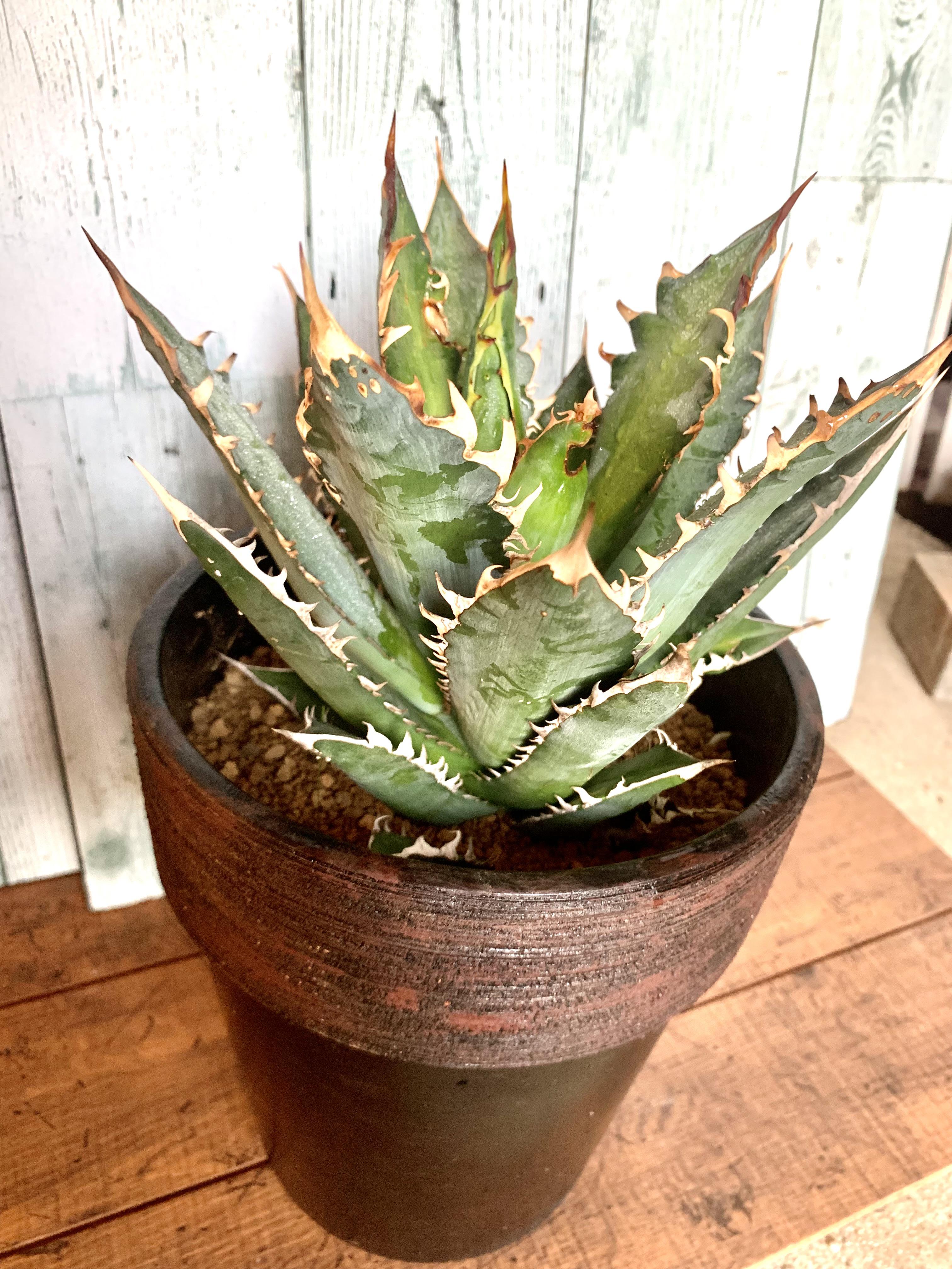 アガベ スーパーチタノタ 鉢付き 【公式通販】