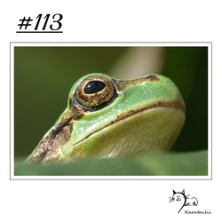 【＃113】選べる5枚！カエルのポストカード 1枚目の画像