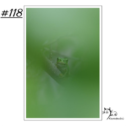 【＃118】選べる5枚！カエルのポストカード 1枚目の画像