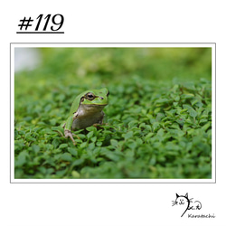 【＃119】選べる5枚！カエルのポストカード 1枚目の画像