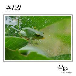 【＃121】選べる5枚！カエルのポストカード 1枚目の画像