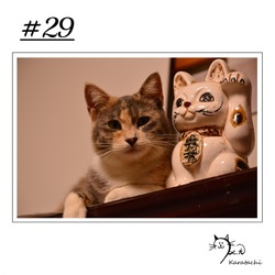 【＃29】選べる5枚！猫のポストカード 1枚目の画像