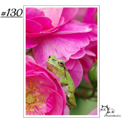 【＃130】選べる5枚！カエルのポストカード 1枚目の画像