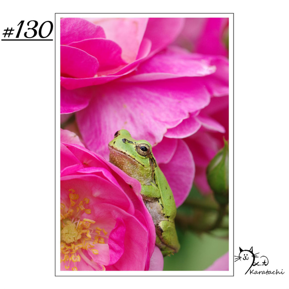 【＃130】選べる5枚！カエルのポストカード 1枚目の画像