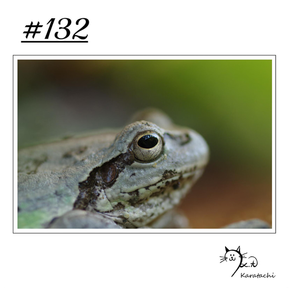【＃132】選べる5枚！カエルのポストカード 1枚目の画像