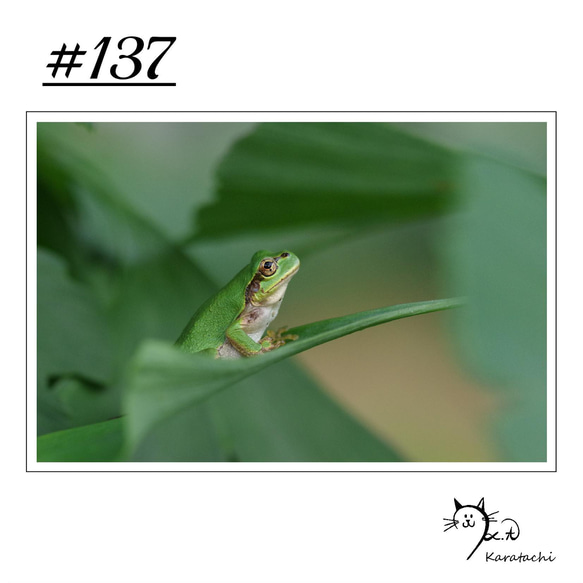 【＃137】選べる5枚！カエルのポストカード 1枚目の画像