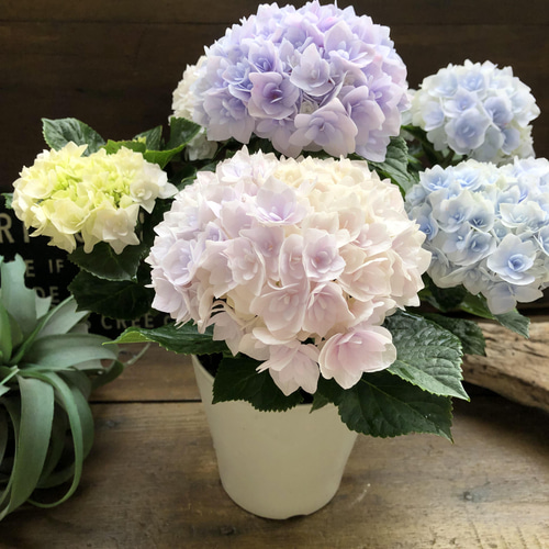 ■新品種■ポージィブーケエリー アジサイ 5号鉢■紫陽花 八重咲 てまり咲き アジサイ：ポージィーブーケ エリー（ブルー）5号鉢植え の通販