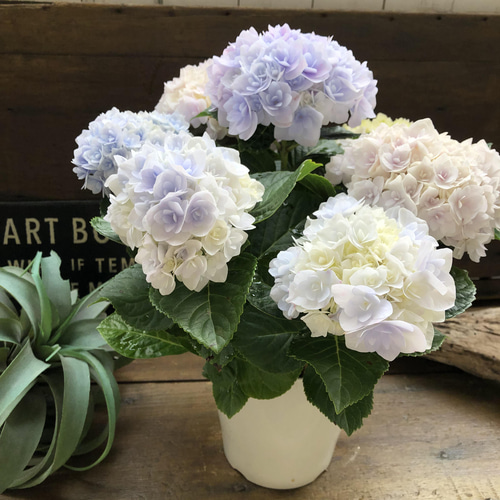 新品種♡ポージィ ブーケ エリー♡アジサイ♡紫陽花♡グラデーション