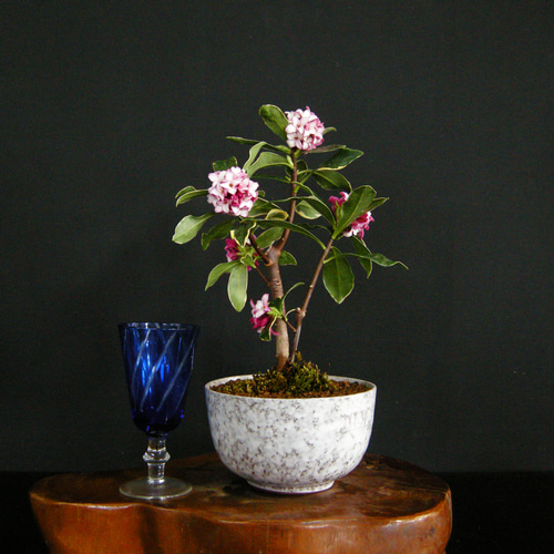 ☆ENGEI ichioki☆沈丁花「ピンク花」小品盆栽01☆花に香りのある人気