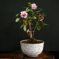 36d133e63c94dc2917c5b1c9a3b209