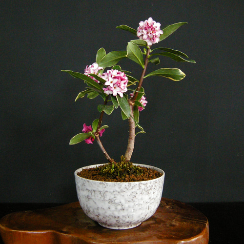 ☆ENGEI ichioki☆沈丁花「ピンク花」小品盆栽01☆花に香りの ☆ENGEI ichioki☆沈丁花「ピンク花」小品盆栽01☆花に香りの