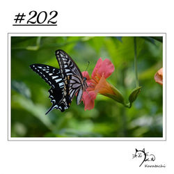 【＃202】選べる5枚！蝶のポストカード 1枚目の画像