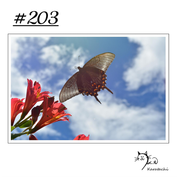 【＃203】選べる5枚！蝶のポストカード 1枚目の画像