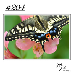 【＃204】選べる5枚！蝶のポストカード 1枚目の画像
