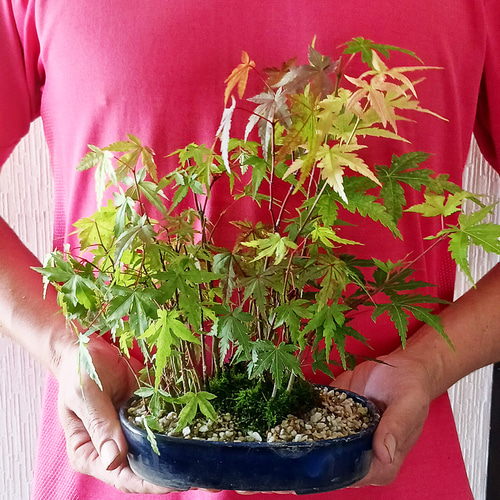 モミジの並木道！【山紅葉（ヤマモミジ）の盆栽（雑木林風）和鉢