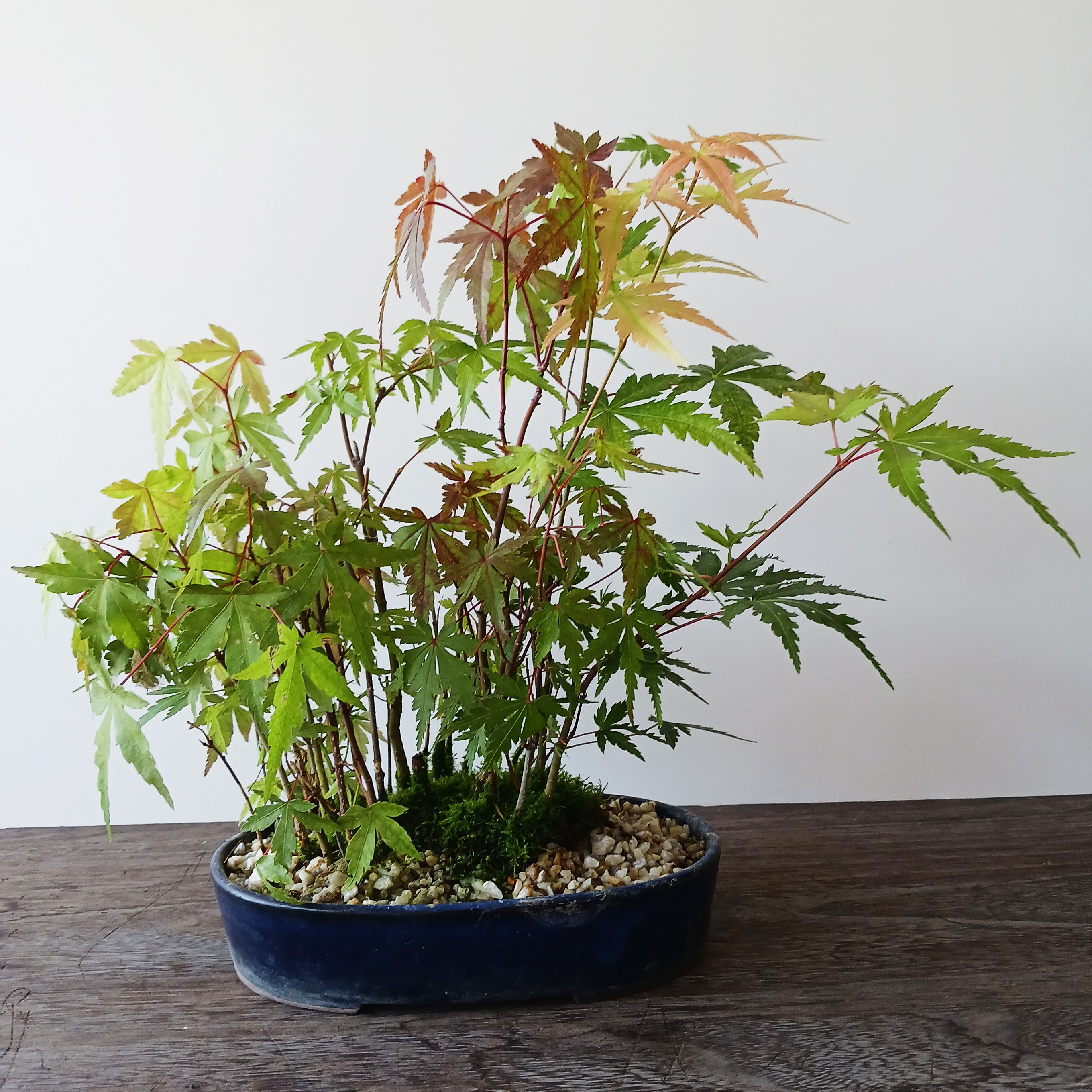 山モミジ盆栽　常滑鉢付き　紅葉盆栽　ヤマモミジ　鉢植え