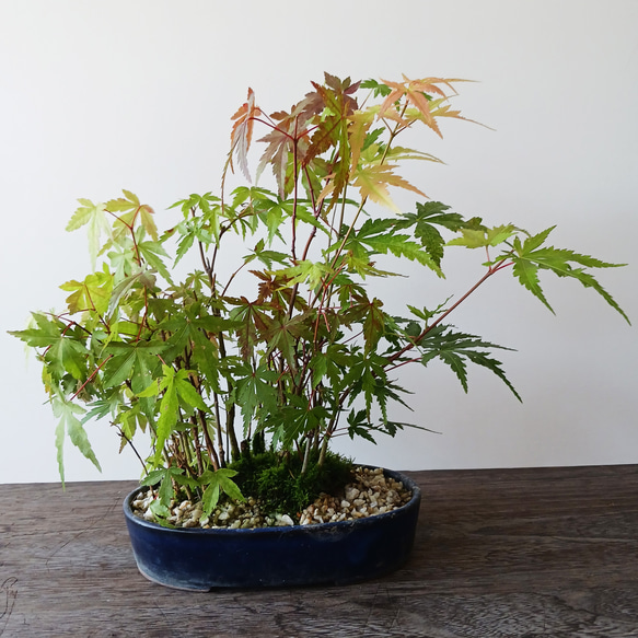 現在落葉中】モミジの並木道！【山紅葉（ヤマモミジ）の盆栽（雑木林風