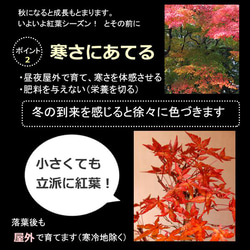 モミジの並木道！【山紅葉（ヤマモミジ）の盆栽（雑木林風）和鉢】 5枚目の画像